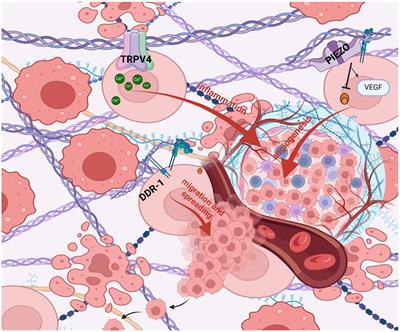 Multiple aspects of matrix stiffness in cancer progression